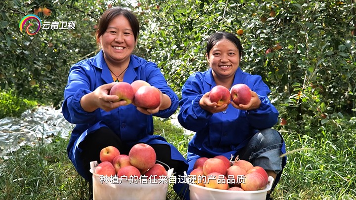 《云南卫视》播报：云煤集团解化好肥助力“三农”开展，，，共绘墟落振兴“幸；；；怼