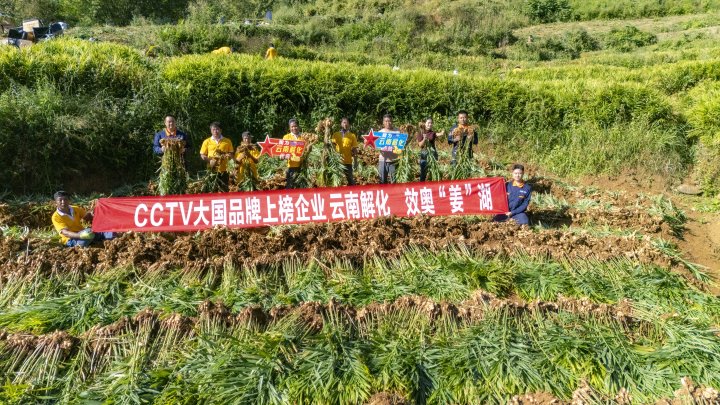 墨江象鼻村生姜大丰收！！从莳植、、施肥到采摘，，，云南解化全程“呵护”